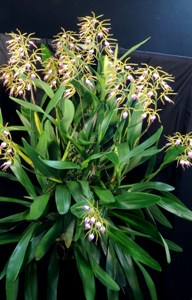 Prosthechea brassavolae Sycamore Creek CCM/AOS 84 pts. - Plant